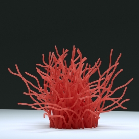 coral-红色蜡烛花