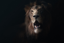 Mammals_ZOO-动物园