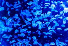 高清晰蓝色水母群壁纸