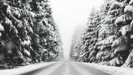 冬季雪松森林路