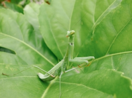 绿色螳螂昆虫