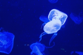 蓝色透明的水母