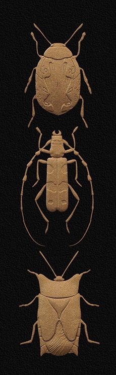 Nature Paper-昆虫插画