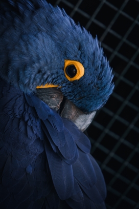 高清晰蓝色鹦鹉鸟壁纸
