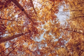 仰拍的秋季树