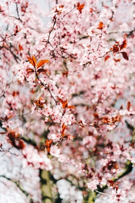 高清晰紫叶李花瓣壁纸