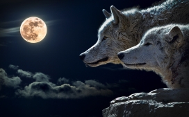 月黑风高下的狼