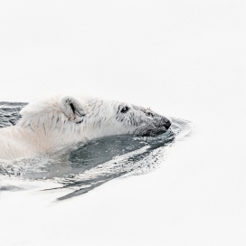 水中游泳的北极熊