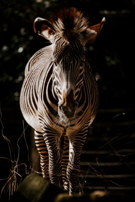 高清晰单支斑马壁纸
