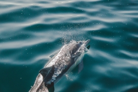 高清晰游泳的海豚鱼壁纸