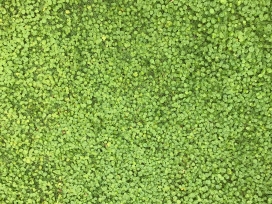 高清晰绿色红花草壁纸