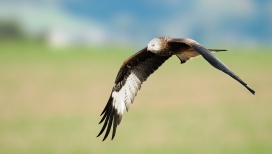 高清晰低空飞翔的老鹰