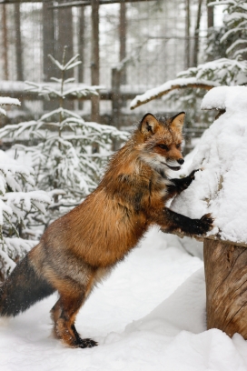 趴在雪堆上的狐狸