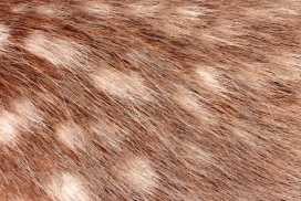 高清动物皮毛壁纸