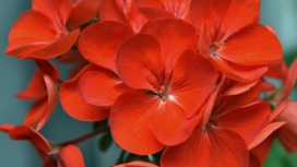 高清晰红色天竺葵花瓣壁纸