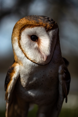 高清晰草鸮属写真壁纸