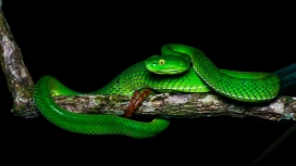 高清晰缠在树干上的绿蛇