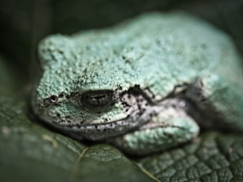 高清晰墨绿蟾蜍蛤蟆壁纸