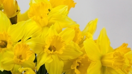 高清晰金黄色水仙花壁纸