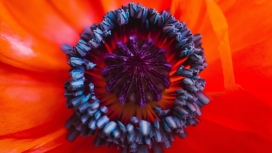 高清晰紫色红紫花壁纸