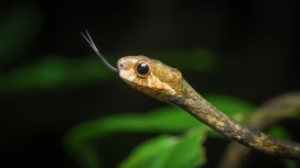 高清晰无毒蛇壁纸