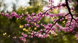 高清晰粉红色紫荆花壁纸