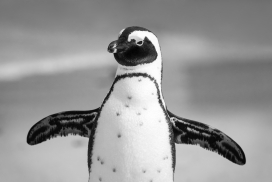 高清晰可爱拥抱状的企鹅