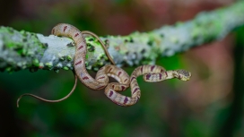 高清晰缠在树干上的蛇