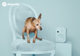 Tiertschutzverein Muenchen宠物公益平面广告