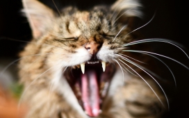 高清晰挪威森林猫壁纸