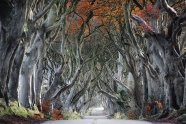 高清晰森林树马路壁纸