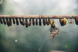 倒挂在树干上的蜂蛹