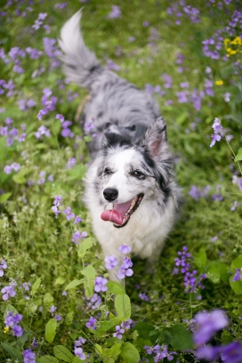 花丛中的芬兰拉普猎犬