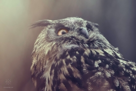 Owl PART I-长耳鸮