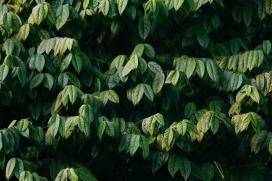 高清晰绿色山茶树壁纸