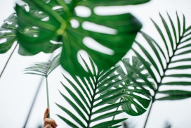 高清晰苏铁树叶壁纸