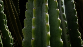 高清晰野生霸王鞭仙人掌写真壁纸