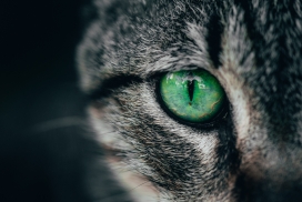 绿眼猫眼睛特写壁纸
