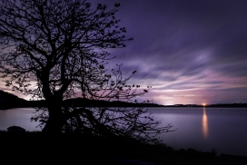 紫湖树的日出