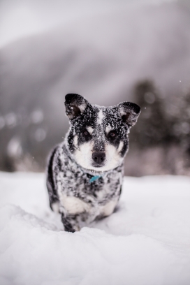 雪地中的狗