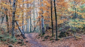 秋季的树林小路