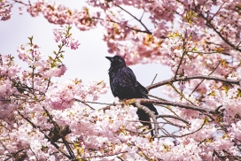 梅花树枝上的黑色乌鸦