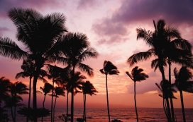 椰岛风情的日落