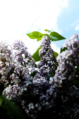 丁香花手机移动端桌面壁纸