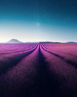 唯美的紫色薰衣草花地