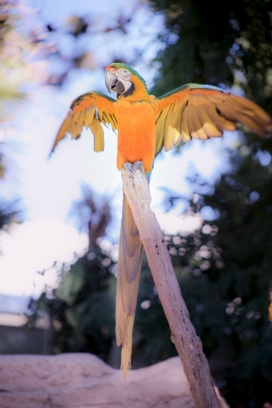 木桩上的黄色鹦鹉