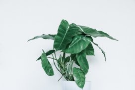 绿色红苞喜林芋盆景