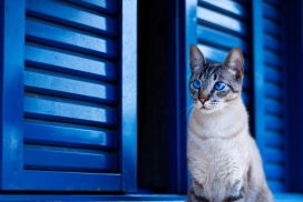 条纹窗户的蓝眼虎猫