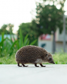 马路上行走的刺猬