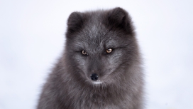冬季中的灰色北极狐